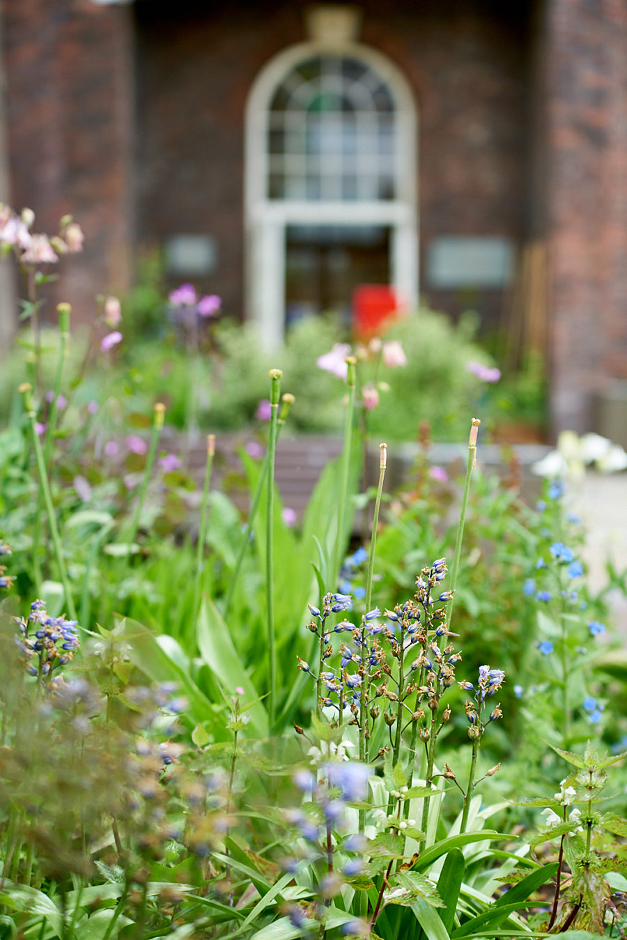 Closeup of flowers in Bluecoat garden