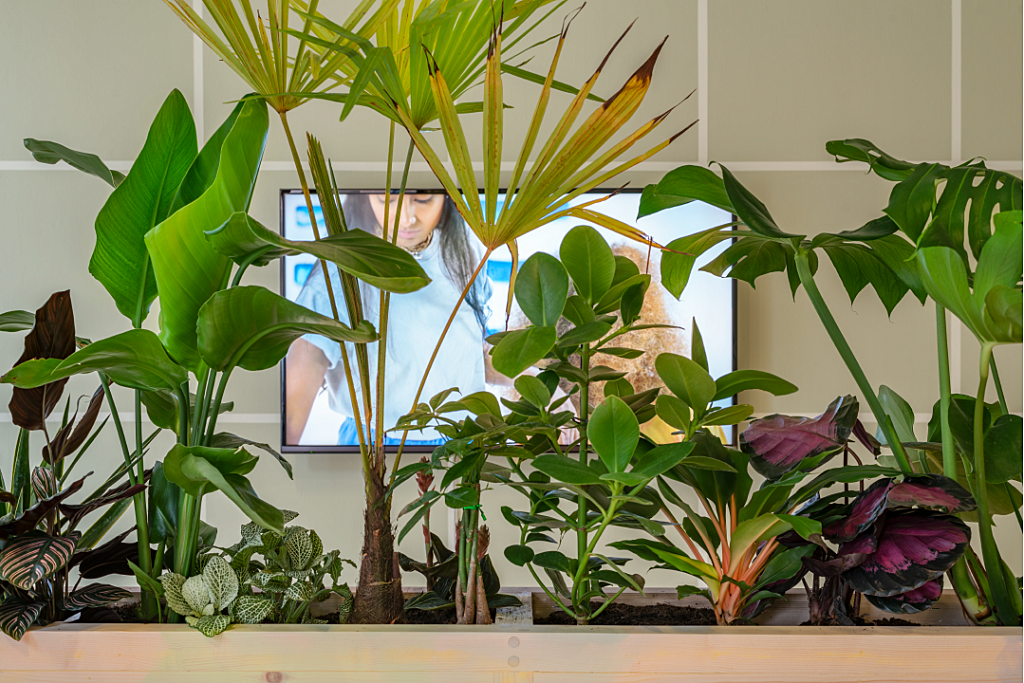 A shot of a film work blocked out by many green leafy plants, in an installation by Frances Disley.