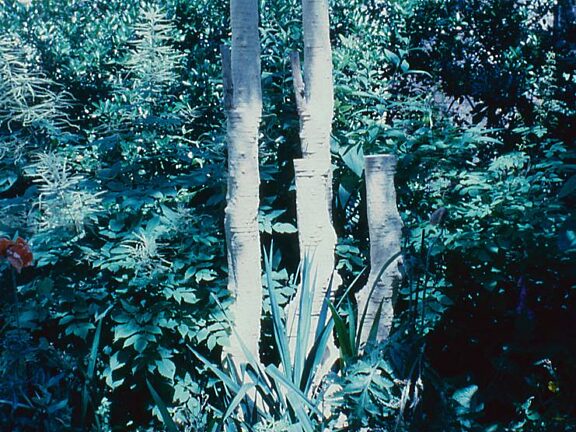 Sculpture In A Garden, Keith Brown