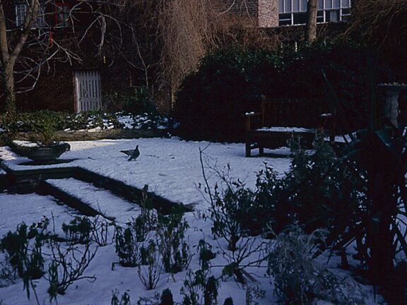 Bluecoat garden, winter