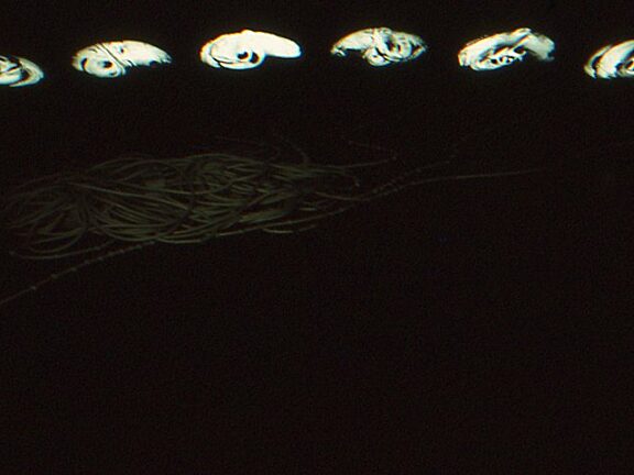 Video Positive, Shirley MacWilliam