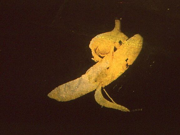 On Location Litter Computer Animated Projection Wood-Street Liverpool, Susan Collins