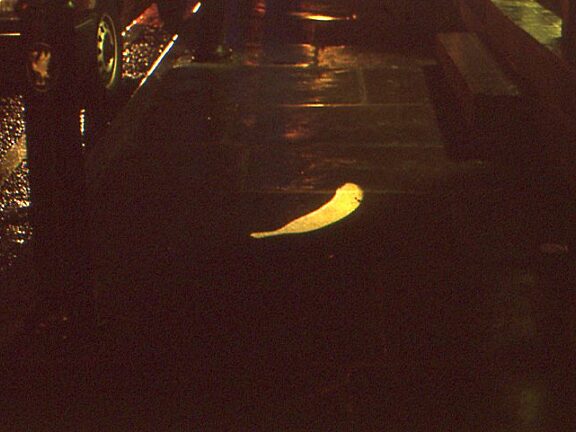 On Location Litter Computer Animated Projection Wood-Street Liverpool, Susan Collins