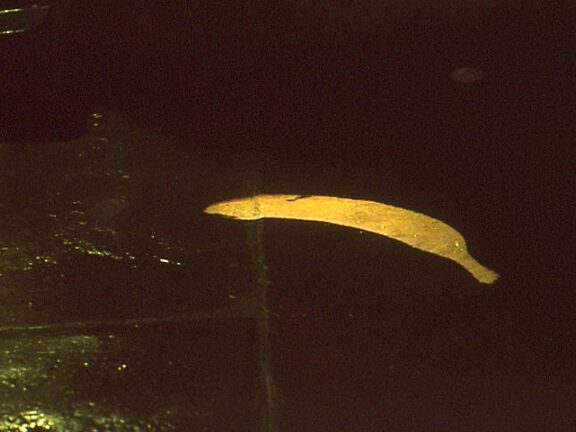 On Location Litter Computer Animated Projection Wood-Street Liverpool, Susan Collins