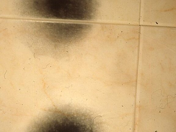 Somewhere in Particular, Emily Campbell