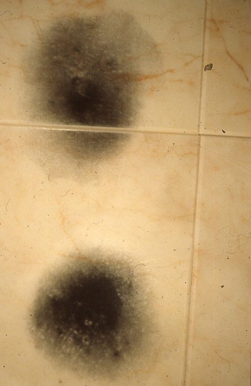 Somewhere in Particular, Emily Campbell