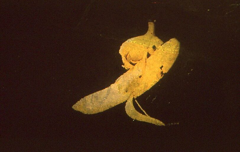 On Location Litter Computer Animated Projection Wood-Street Liverpool, Susan Collins