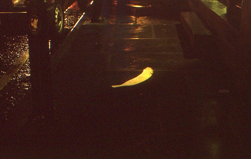 On Location Litter Computer Animated Projection Wood-Street Liverpool, Susan Collins