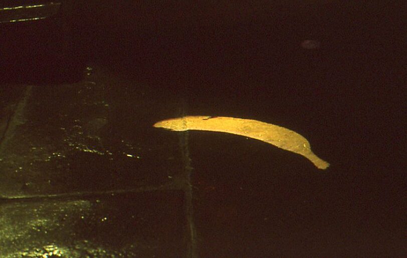 On Location Litter Computer Animated Projection Wood-Street Liverpool, Susan Collins