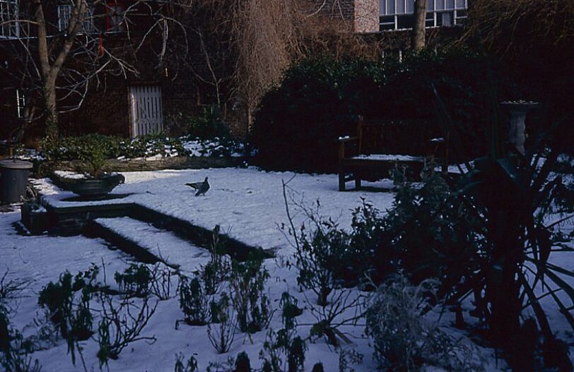Bluecoat garden, winter